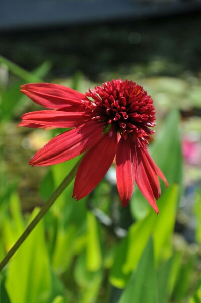 Zonnehoed Echinacea 'Eccentric' 5-10 Pot P9 Echinacea 'Eccentric'