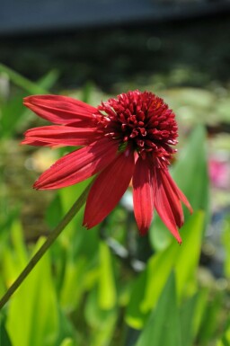 Zonnehoed Echinacea 'Eccentric' 5-10 Pot P9 Echinacea 'Eccentric'