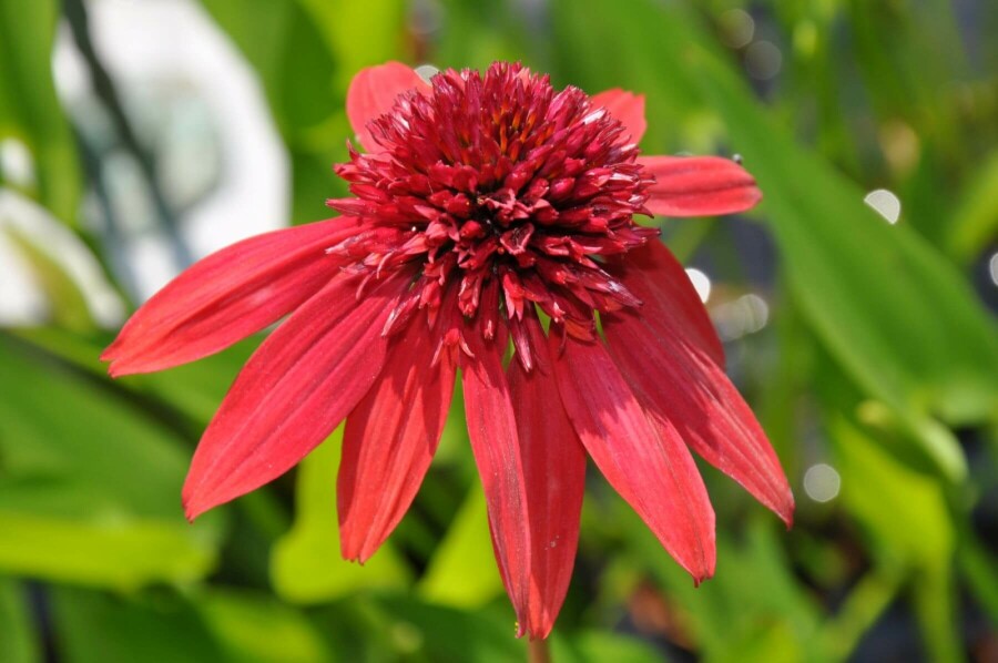 Zonnehoed Echinacea 'Eccentric' 5-10 Pot P9 Echinacea 'Eccentric'