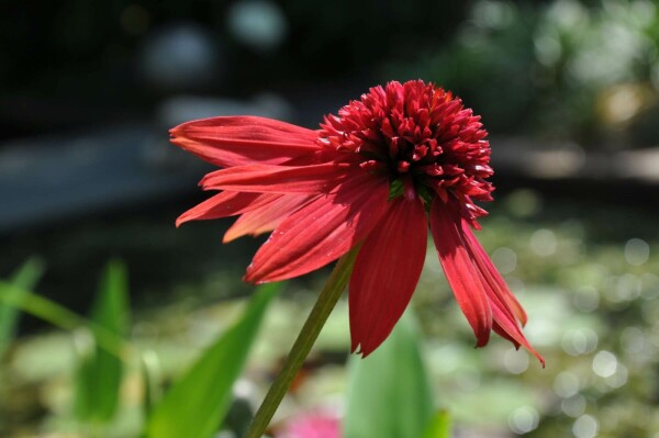 Zonnehoed Echinacea 'Eccentric' 5-10 Pot P9