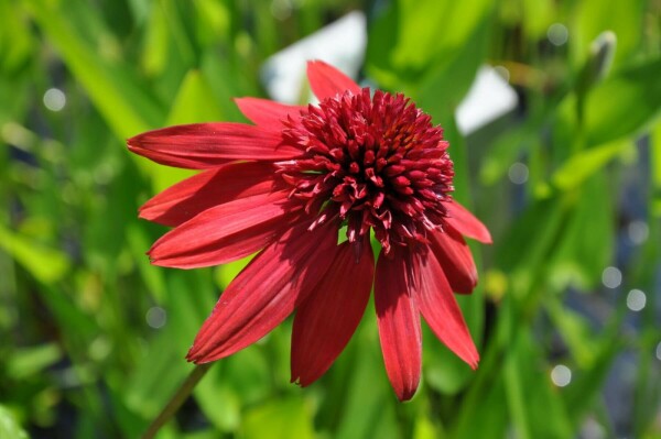 Zonnehoed Echinacea 'Eccentric' 5-10 Pot P9
