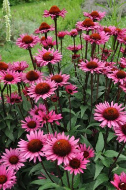 Zonnehoed Echinacea 'Fatal Attraction' 5-10 Pot P9