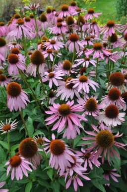 Zonnehoed Echinacea purpurea 5-10 Pot P9