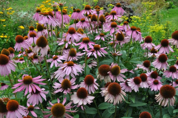 Zonnehoed Echinacea purpurea 5-10 Pot P9