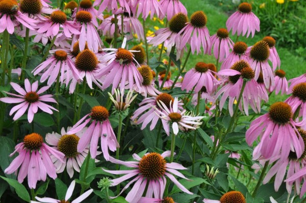Zonnehoed Echinacea purpurea 5-10 Pot P9