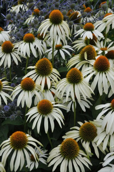Zonnehoed Echinacea purpurea 'Alba' 5-10 Pot P9 Echinacea purpurea 'Alba'