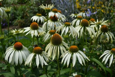 Echinacea purpurea 'Alba'