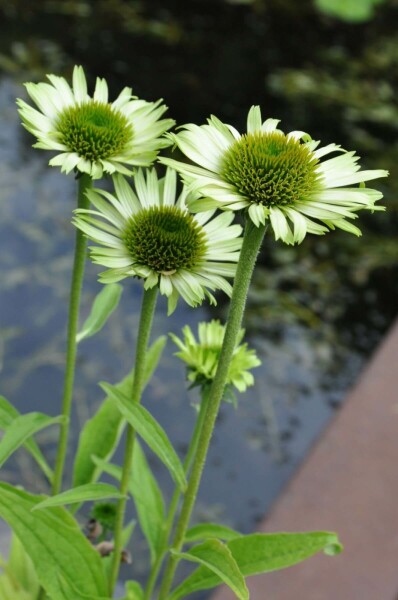 Zonnehoed Echinacea purpurea 'Green Jewel' 10-15 Pot C2 Echinacea purpurea 'Green Jewel'