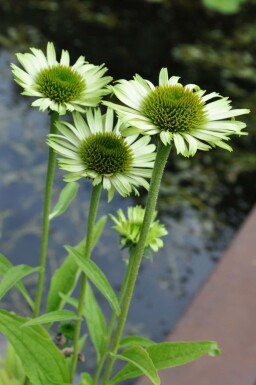Zonnehoed Echinacea purpurea 'Green Jewel' 5-10 Pot P9 Echinacea purpurea 'Green Jewel'