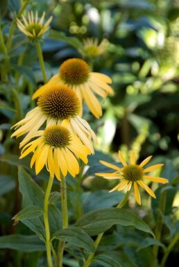 Zonnehoed Echinacea purpurea 'Harvest Moon' 5-10 Pot P9