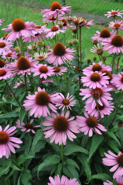 Zonnehoed Echinacea purpurea 'Magnus' 10-15 Pot C2 Echinacea purpurea 'Magnus'