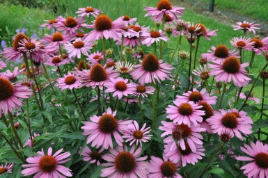 Zonnehoed Echinacea purpurea 'Magnus' 10-15 Pot C2 Echinacea purpurea 'Magnus'