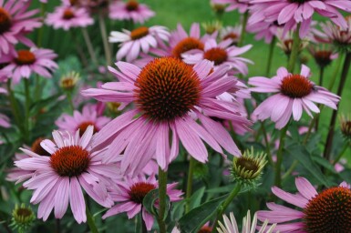 Zonnehoed Echinacea purpurea 'Magnus' 10-15 Pot C2 Echinacea purpurea 'Magnus'