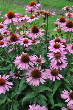 Zonnehoed Echinacea purpurea 'Magnus' 5-10 Pot P9