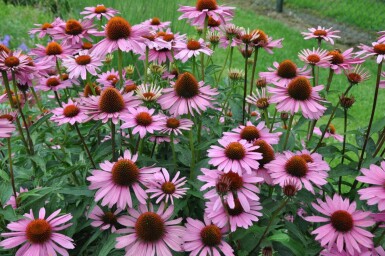 Zonnehoed Echinacea purpurea 'Magnus' 5-10 Pot P9 Echinacea purpurea 'Magnus'
