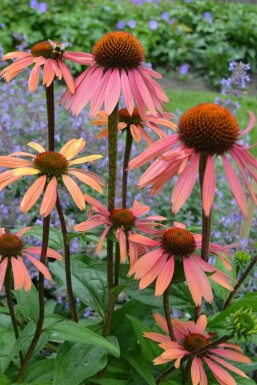 Echinacea purpurea 'Summer Cocktail'