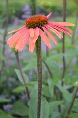 Rode Zonnehoed Echinacea purpurea 'Summer Cocktail' 5-10 Pot P9