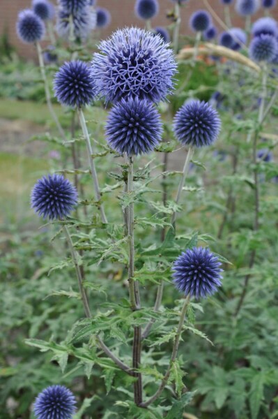 Kogeldistel Echinops bannaticus 'Blue Glow' 10-15 Pot C2 Echinops bannaticus 'Blue Glow'
