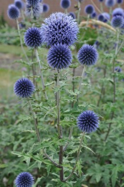 Kogeldistel Echinops bannaticus 'Blue Glow' 5-10 Pot P9 Echinops bannaticus 'Blue Glow'