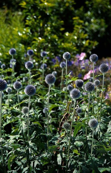 Kogeldistel Echinops bannaticus 'Taplow Blue' 5-10 Pot P9 Echinops bannaticus 'Taplow Blue'