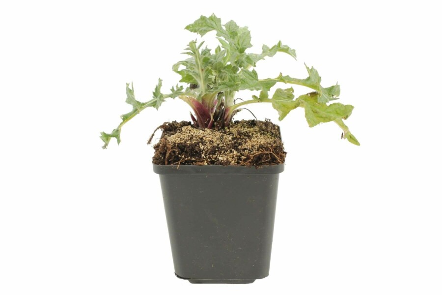 Kogeldistel Echinops ritro 5-10 Pot P9 Echinops ritro