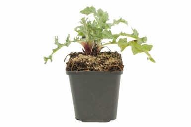 Kogeldistel Echinops ritro 5-10 Pot P9 Echinops ritro