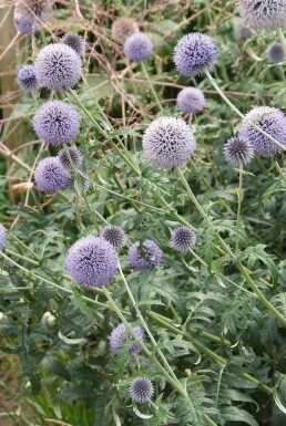 Kogeldistel Echinops ritro 'Veitch’s Blue' 5-10 Pot P9