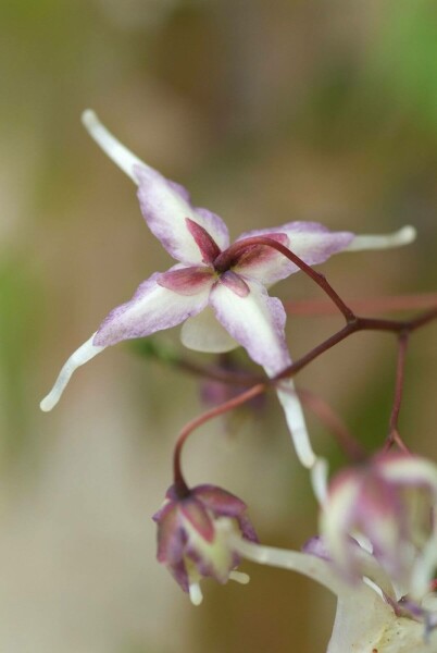 Elfenbloem Epimedium grandiflorum 'Lilafee' 5-10 Pot P9