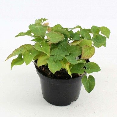 Elfenbloem Epimedium perralchicum 'Frohnleiten' 10-15 Pot C2 Epimedium perralchicum 'Frohnleiten'