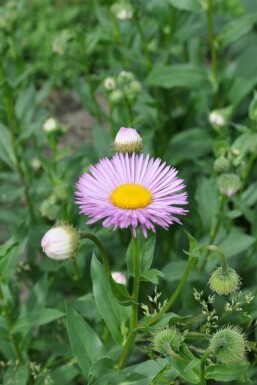 Fijnstraal Erigeron 'Rosa Jewel' 5-10 Pot P9 Erigeron 'Rosa Jewel'
