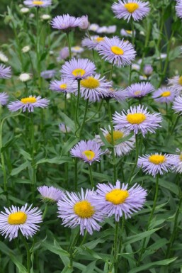 Fijnstraal Erigeron speciosus 'Superbus' 5-10 Pot P9 Erigeron speciosus 'Superbus'