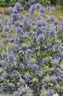 Kruisdistel Eryngium planum 5-10 Pot P9