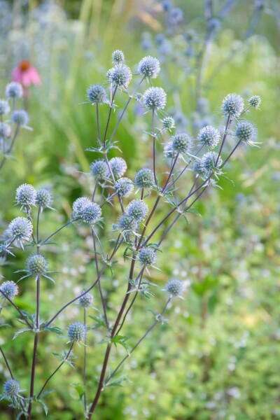 Blauwe distel Eryngium planum 'Blauer Zwerg' 10-15 Pot C2 Eryngium planum 'Blauer Zwerg'