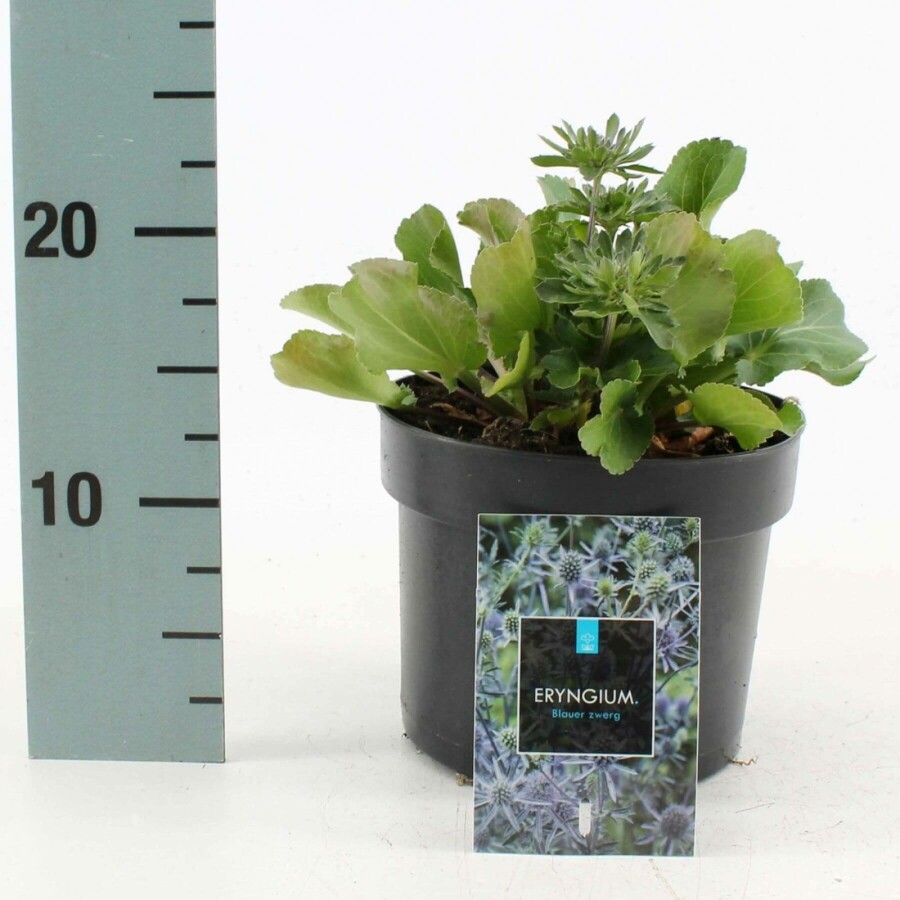 Blauwe distel Eryngium planum 'Blauer Zwerg' 10-15 Pot C2 Eryngium planum 'Blauer Zwerg'