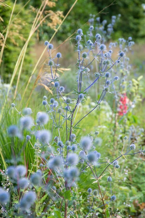 Blauwe distel Eryngium planum 'Blauer Zwerg' 10-15 Pot C2 Eryngium planum 'Blauer Zwerg'