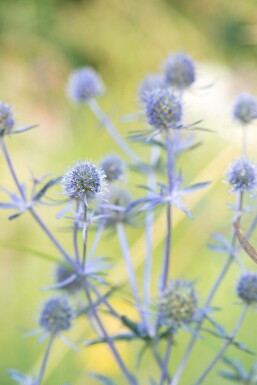 Blauwe distel Eryngium planum 'Blauer Zwerg' 5-10 Pot P9 Eryngium planum 'Blauer Zwerg'