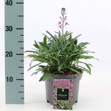 Muurbloem Erysimum 'Bowles Mauve' 10-15 Pot C2 Erysimum 'Bowles Mauve'