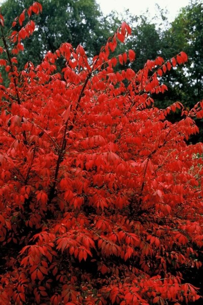 Euonymus alatus C3 20-30