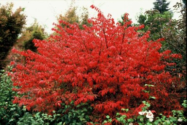 Euonymus alatus C3 20-30