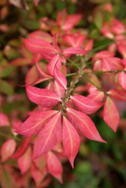 Euonymus alatus C3 20-30