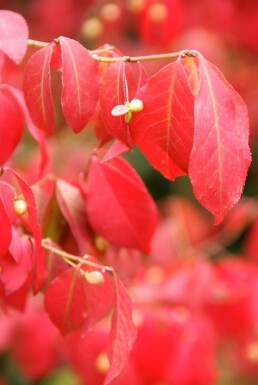 Euonymus alatus C3 20-30