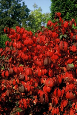Euonymus alatus 'Compactus' C3 20-30