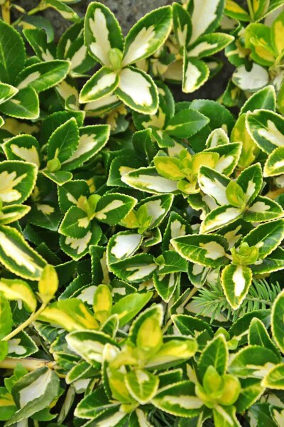 Euonymus fortunei 'Blondy' P9 5-10