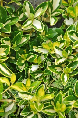 Euonymus fortunei 'Blondy' P9 5-10
