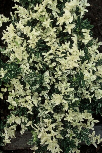Euonymus fortunei 'Harlequin' P9 5-10