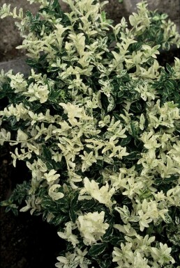 Euonymus fortunei 'Harlequin' P9 5-10