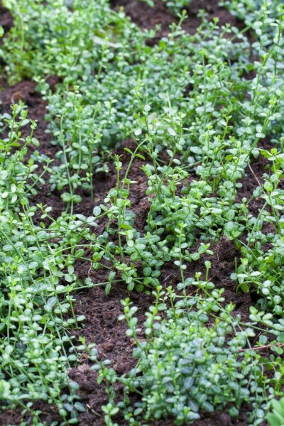 Japanse kardinaalsmuts Euonymus fortunei 'Minimus' Struik 5-10 Pot P9 Euonymus fortunei 'Minimus' 5-10 cm