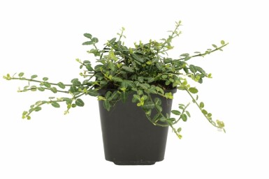 Euonymus fortunei 'Minimus' P9 5-10
