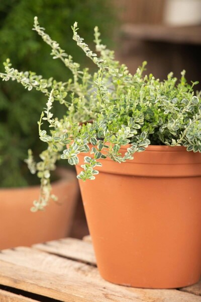 Euonymus fortunei 'Silver Carpet' P9 5-10