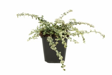 Euonymus fortunei 'Silver Carpet' P9 5-10